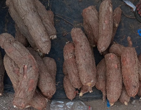 MANIOC