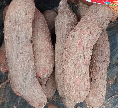 MANIOC