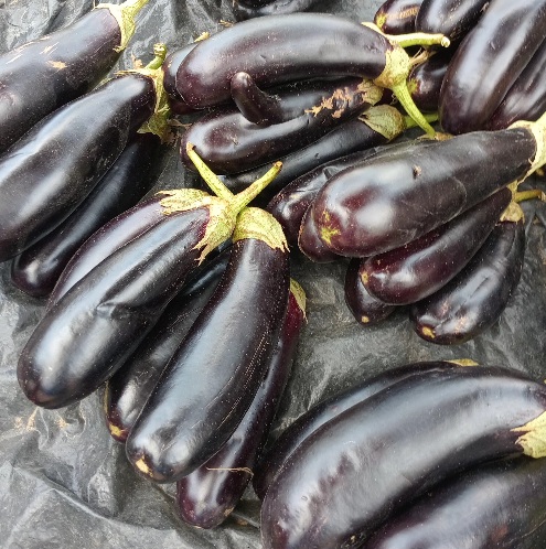 AUBERGINE VIOLET