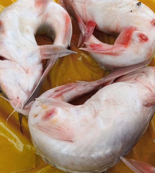 POISSON MACHOIRON FRAIS