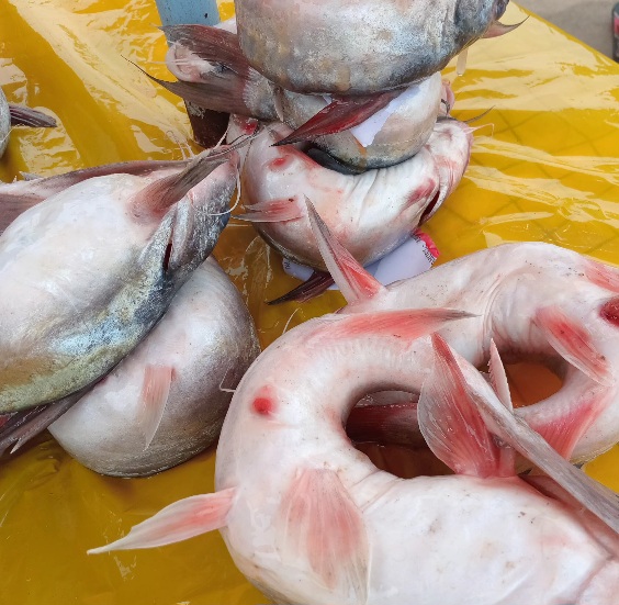 POISSON MACHOIRON FRAIS