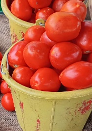 TOMATE POUR LA SALADE