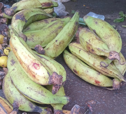BANANE PLANTAIN VERTE
