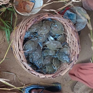 CRABES MALES DE LAGUNE