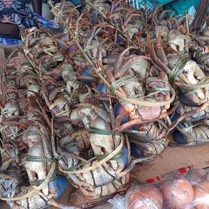 CRABES POILUS