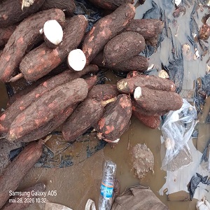 PrIX DU TAS DE MANIOC