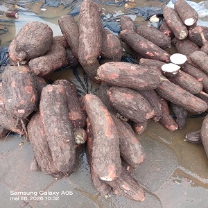 PRIX DU TAS DE MANIOC