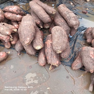 PRIX DU TAS DE MANIOC